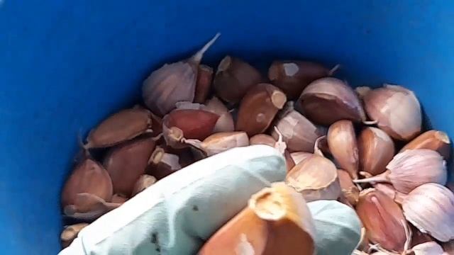 19.10.23г. ПОСАДКА ЧЕСНОКА ПОД ЗИМУ. смотреть онлайн