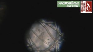 Избавиться от белокрылки, побороть колорадского жука и саранчу - все под силу метаризиуму.