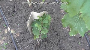 Никогда не делайте этой ошибки при посадке вегетирующих саженцев винограда