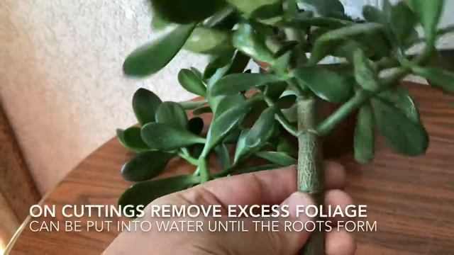 Pruning a young money tree. Обрезка молодого денежного дерева. смотреть онлайн