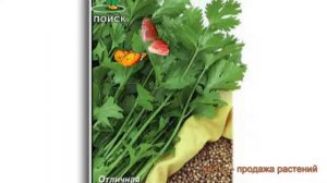 Кориандр обыкновенный Карибе (karibe) ? кориандр Карибе обзор: как сажать семена кориандра Карибе