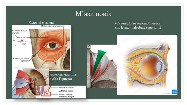Анатомія повік