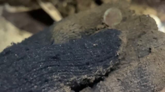 ВСКРЫЛИ ПОЛ В ИЗБЕ 1800-Х ГОДОВ! ПОЛОН НАХОДОК... Поиск золота с металлоискателем / Russian Digger смотреть онлайн