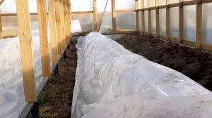 ПЕРЕРОСШАЯ РАССАДА ОГУРЦОВ.