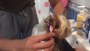 Бедный Йорик! Как чистить зубы Йоркширскому Терьеру?!