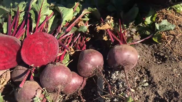 Свёкла Фалькон F1 смотреть онлайн