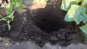 Вянут и сохнут листья на огурцах. Корневая гниль у огурцов что делать