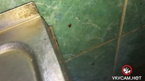 Тараканы вылезли из укрытий(Обработка от тараканов в СПБ 2021 4)