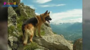 10 самых сильных пород собак