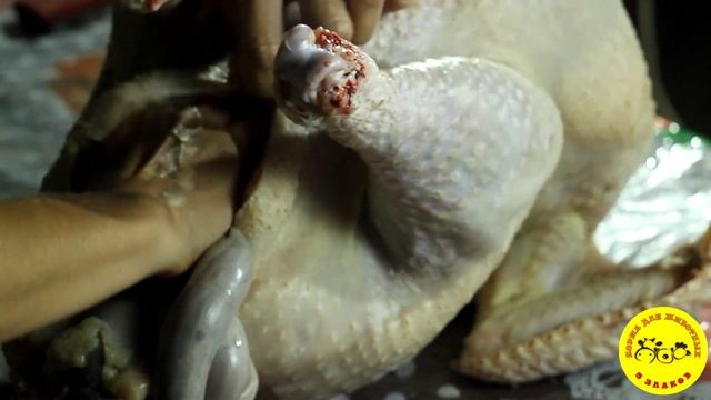 Как ощипать индюка за 10 минут. смотреть онлайн