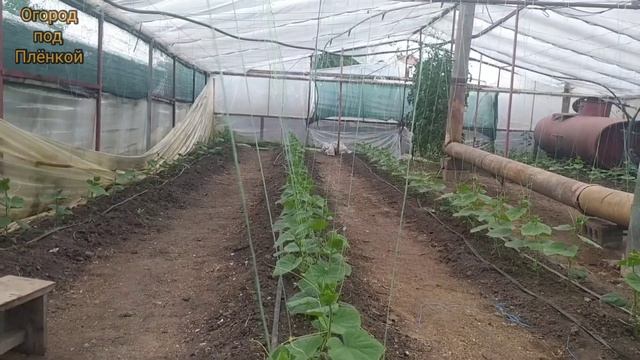 Вторая посадка огурцов. Часть 2-я смотреть онлайн