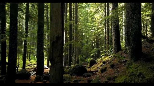 Прогулка по лесу.[Walk in the woods] Просто включи и на второй минуте получи умиротворение смотреть онлайн
