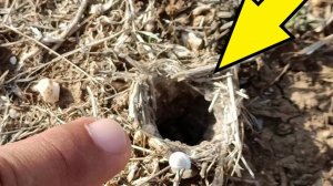 Крымский тарантул. #сезонконтентаRUTUBE