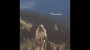 суслик орет в горах