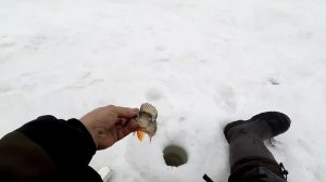 Рыбалка в Сибири! За Окунем на "Большие Чертаны" Томская область!