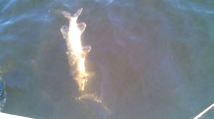 Малая Рязань.Васильевские острова.Щука.