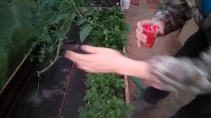Земляника сорт ,,Руяна". Первый опыт выращивания из покупных семян. Доволен как слон )!