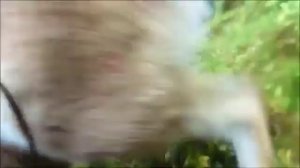 БОЙ ОХОТНИЧЬЕЙ СОБАКИ ПРОТИВ ВОЛКОВ