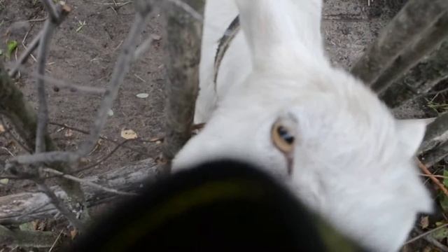 Прикольные козы и шумные гуси смотреть онлайн