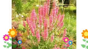 Дербенник иволистный Robert. Краткий обзор, описание характеристик, где купить крупномеры, саженцы