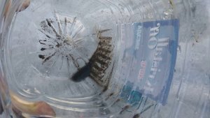 чистка бочка омывателя лобового стекла Kia Ceed FL