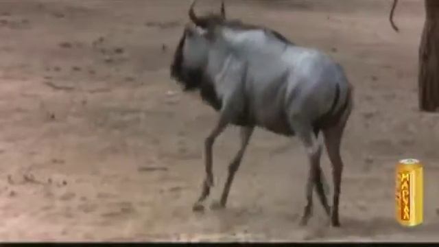 Плоды марулы,пьяные животные. смотреть онлайн