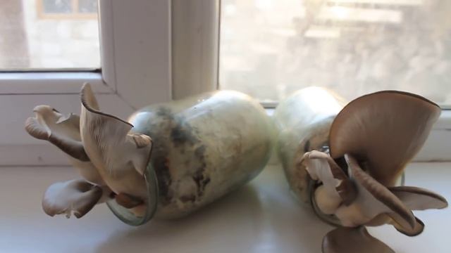 Для начинающих грибоводов смотреть онлайн