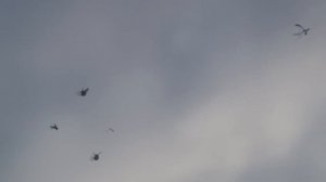 Николаевские Голуби Города Макеевки. Голуби Руслана.