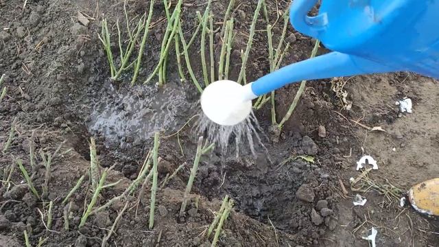 Как сохранить саженцы роз до весны. Делаем прикоп в теплице.