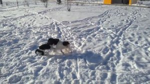 зимняя прогулка кавалер кинг чарльз спаниель 2