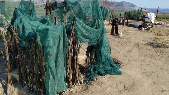 Привитые, 3х летние саженцы грецкого ореха, сорт Chandler смотреть онлайн