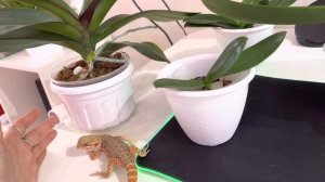 Орхидеи в Лечузе Уход и Полив