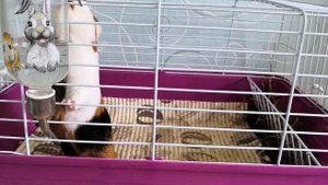 Как приучить морскую свинку командам?