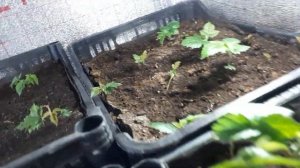 Ремонтантный сорт малины маравилла , всходы из маточного корня.