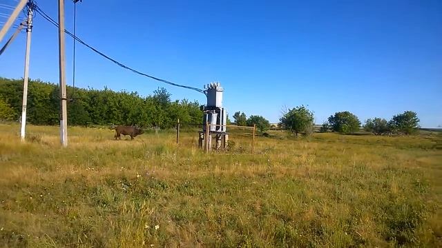 одинокий бык ищет стадо смотреть онлайн