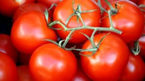 с 3 семян 5 тонн томатов, сажайте этот сорт помидор, не надо подкармливать и ухаживать! Растёт сам!