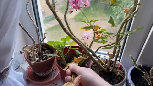 Влилась в #NFTCommunity Домашний влог. Любительница травы. Интересная герань. Впечатления от книги. смотреть онлайн