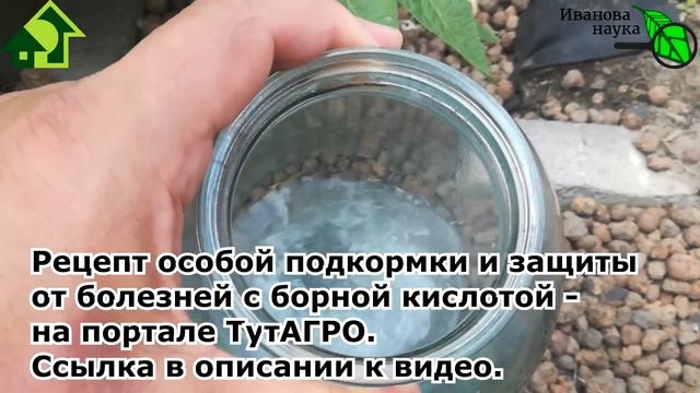 ЗА 1 РУБЛЬ ОБРАБОТАЛ СОТКУ КАРТОФЕЛЯ. Очень простой способ избавиться от фитофтороза на картофеле.