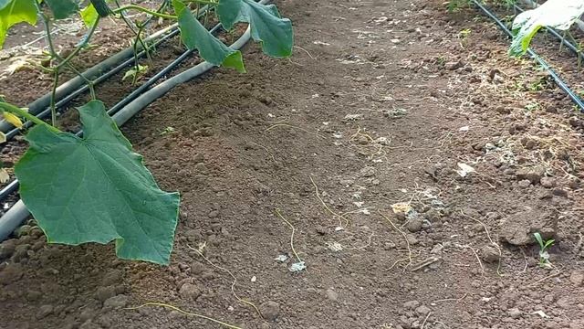 Вирощування огірків в теплиці.Як я підживлюю огірки. смотреть онлайн