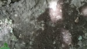Избавление от муравьёв на деревьях - лучше метода не нашёл.