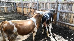 Спаривание бычок герефорд