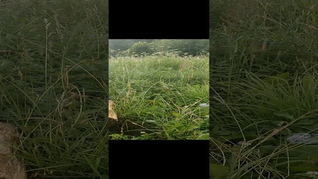 крапива июльская - 1