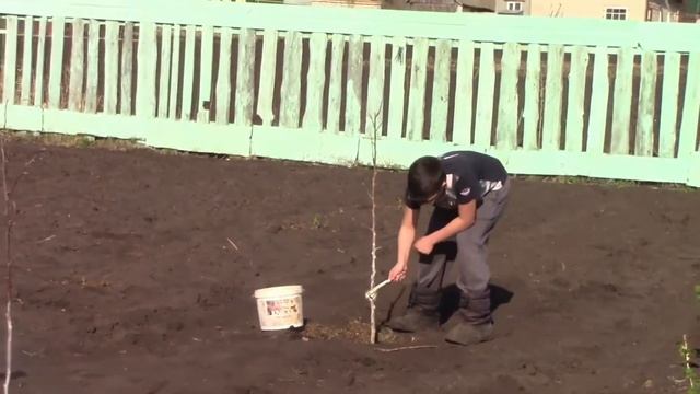 Пластмассовые ( пластиковые) бутылки - защита  деревьев зимой от грызунов. Садовый лайфхак.