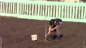 Пластмассовые ( пластиковые) бутылки - защита  деревьев зимой от грызунов. Садовый лайфхак.