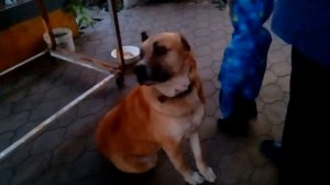 ШАШЛЫК, КОРМИМ СОБАКУ СВИНЫМИ КОСТОЧКАМИ, СВИНЫМИ РЕБРЫШКАМИ) ДОМАШНИЙ ВЛОГ)