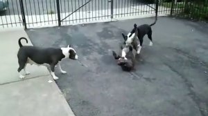 Американский питбультерьер (Питбуль) / American Pit Bull Terrier