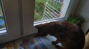 Как поймать муху؟ Мастер класс от кошки Сюси