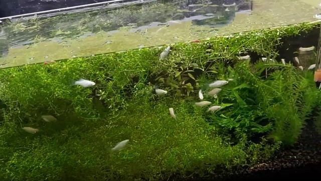 Hemianthus micranthemoides смотреть онлайн