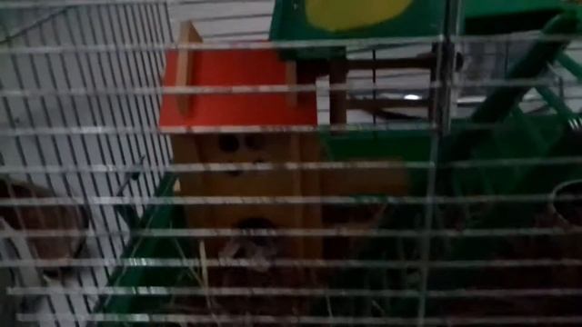 Как джесси кушает яйцо ,что можно хомякам а что нет? смотреть онлайн