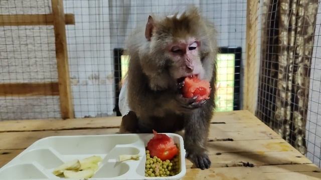 Гоша ужинает в вольере . смотреть онлайн